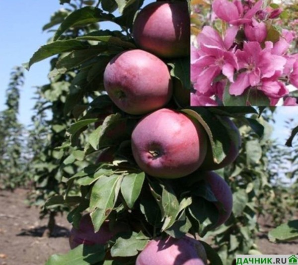 Украшаем сад с пользой: выращивание декоративной яблони Гранатовый браслет