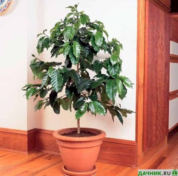 Выращивание кофейного дерева в комнатных условиях - советы от специалистов