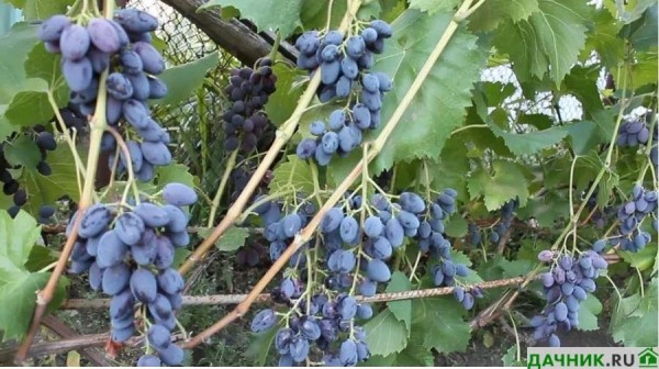 Сорт винограда Юпитер: советы по выращиванию от опытных виноградарей