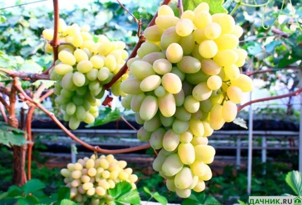 Как выбрать сорт винограда для Подмосковья?