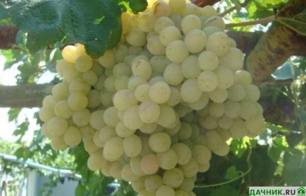 Сорт винограда Тайфи: особенности получения богатого урожая