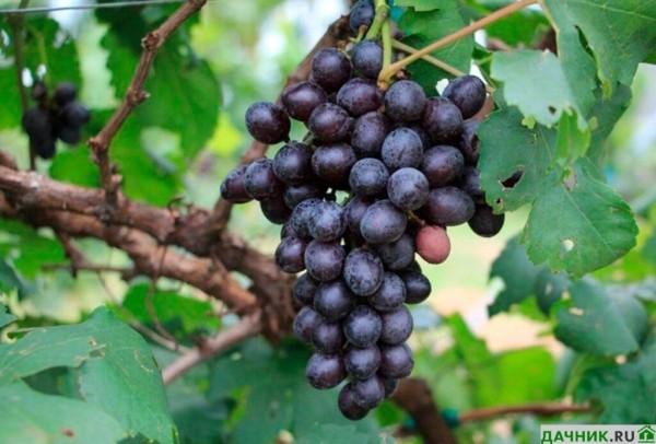 Как выбрать сорт винограда для Подмосковья?
