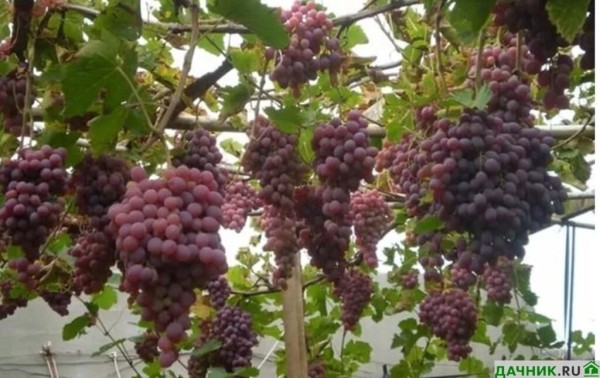 Сорт винограда Тайфи: особенности получения богатого урожая