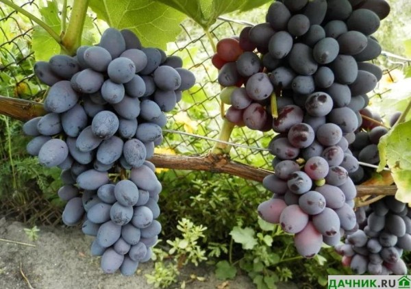 Сорт винограда Юпитер: советы по выращиванию от опытных виноградарей