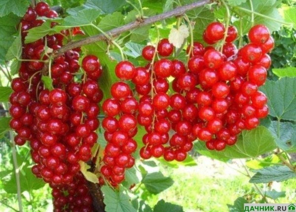 Нюансы выращивания красной смородины Сахарная: советы опытных садоводов