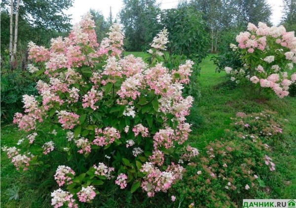 Гортензия Пинк Даймонд: фото и описание садового цветка, посадка и уход