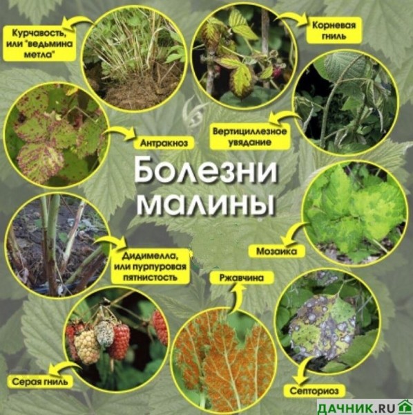 Малина сорта Краса России: характеристики и описание, нюансы выращивания