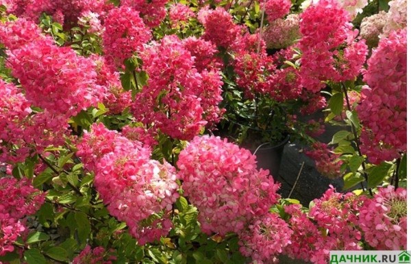 Гортензия Пинк Даймонд: фото и описание садового цветка, посадка и уход