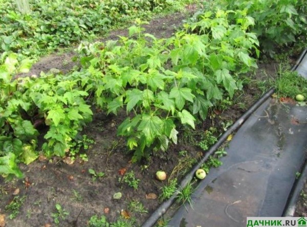 Характеристики и выращивание чёрной смородины Селеченская 2