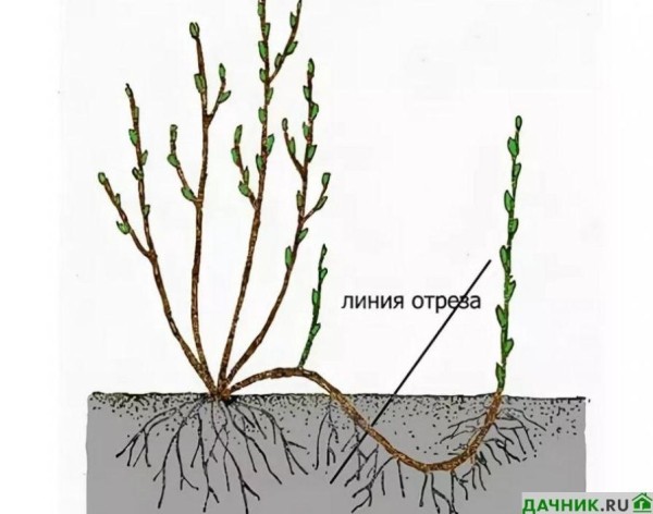 Характеристики и выращивание чёрной смородины Селеченская 2
