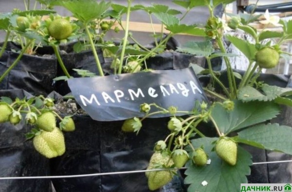 Характеристики, описание и выращивание клубники Мармелада