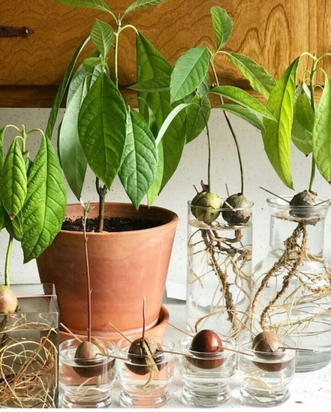 Как правильно сажать авокадо из косточки и саженца в домашних условиях?