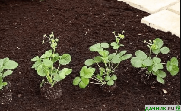 Сорт клубники Альбион: описание сорта и отзывы садоводов