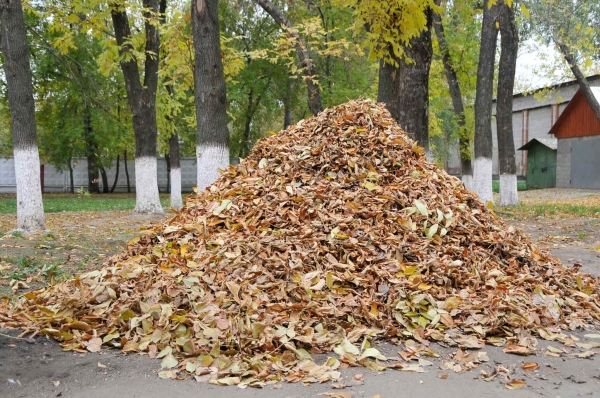 Фото: расскажем нужно ли осенью убирать листву в саду и на даче?