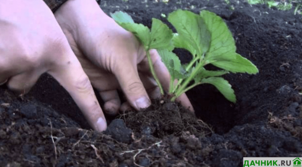 Сорт клубники Альбион: описание сорта и отзывы садоводов