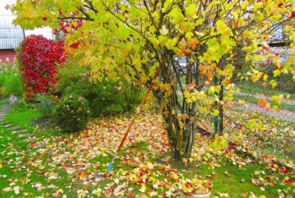 Надо ли убирать листву осенью на даче или нет?