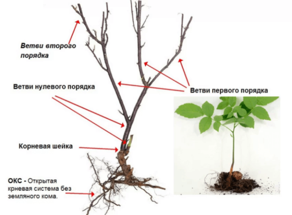 Как правильно сажать грецкий орех и когда лучше это делать?