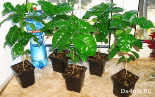выращивание кофейного дерева дома